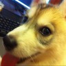 哈士奇的 gravatar icon
