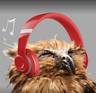 laya li的 gravatar icon