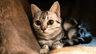 lynnylchen的 gravatar icon