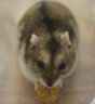 tingmao的 gravatar icon