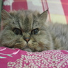 finimay's gravatar icon