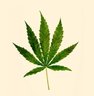 花洛's gravatar icon