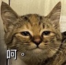 黃鈺婷的 gravatar icon