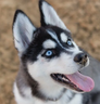 husky的 gravatar icon