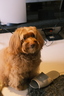 Ting的 gravatar icon