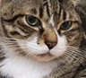 Tingi Liao's gravatar icon