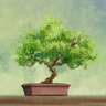 foliatus的 gravatar icon