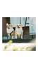 bificoo的 gravatar icon