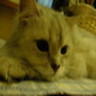 goldjay's gravatar icon