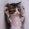 kittyko's gravatar icon