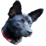 Alger Lin的 gravatar icon