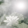 Mantej的 gravatar icon